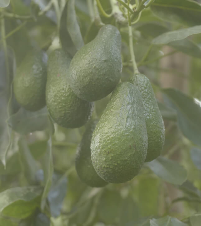A cluster of avocados in a tree.