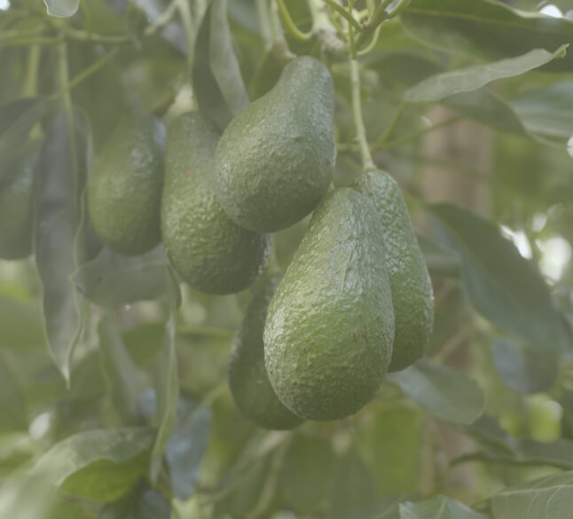 A cluster of avocados on tree.