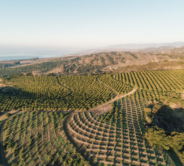 Aerial of avocado groves overlooking the Pacific Ocean.