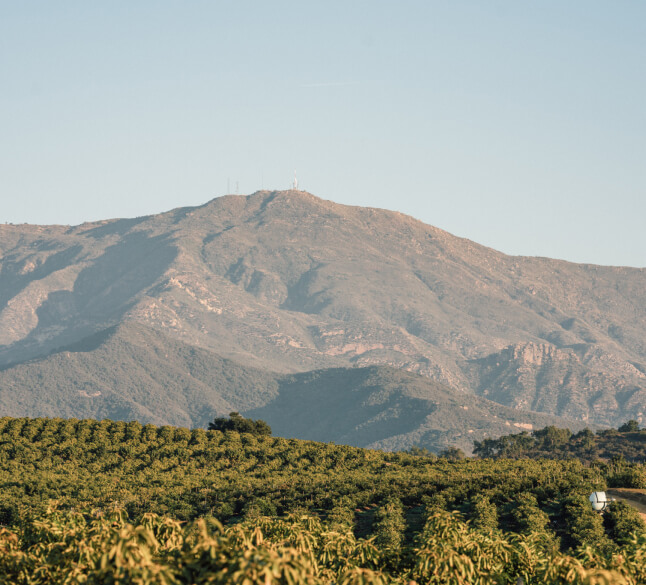 Avocado groves with mountains in background.