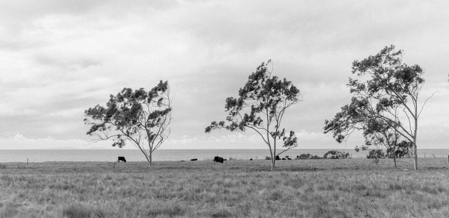 Cattle in a field with trees.