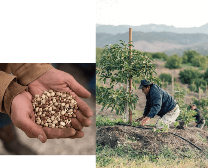 Farmer tending to avocado tree and a close up of hands holding seeds.